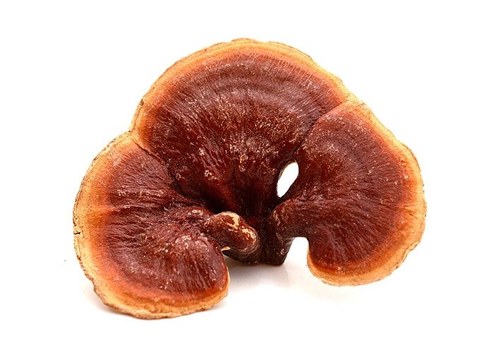 BIO Reishi