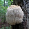 Lion's Mane (Hericium) extrakt 60 kapsúl