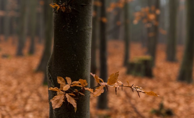 O politice v poezii a poezii v politice…