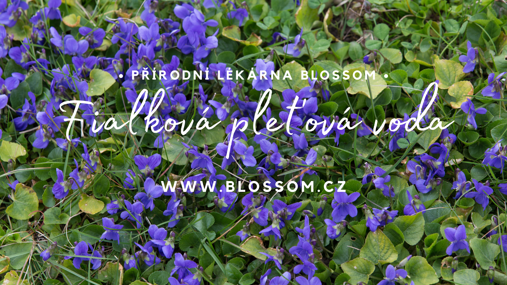 FIALKOVÁ PLEŤOVÁ VODA