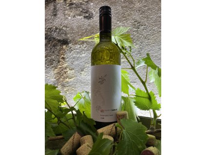 Rulandské Šedé 2024