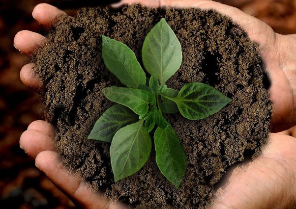 7 eko tipů na využití kávové sedliny