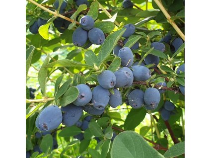 Strawberry Snesation