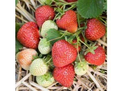 7336dcb60b097b7861d3cce529071904.image.600x600