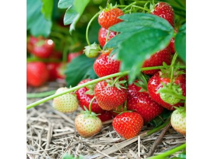 71oi54z07uL. AC UF1000,1000 QL80