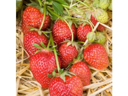 279ece3a56fe1bf31a46a7082dce5207.image.600x600