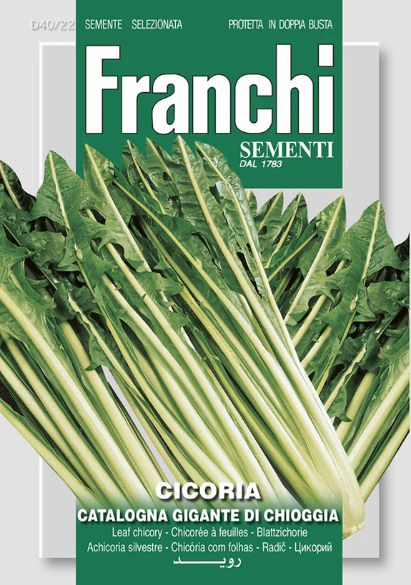 Franchi Čakanka katalánska GIGANTE DI CHIOGGIA