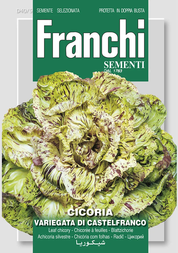 Franchi Čakanka VARIEGATA DI LUSIA