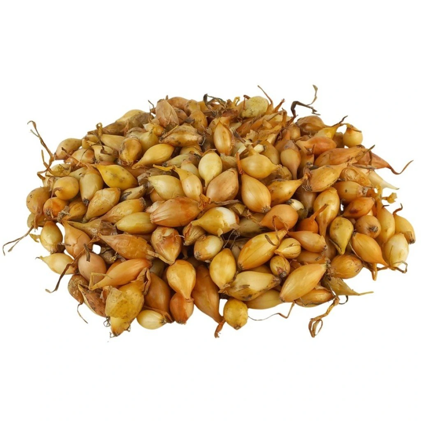 Cibuľa sadzačka STURON 300g