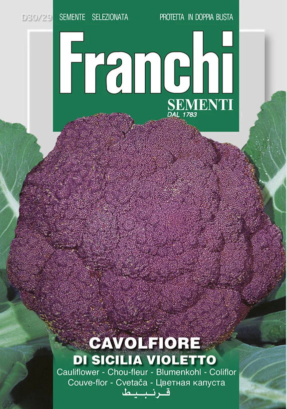 Franchi Karfiol DI SICILIA VIOLETTO