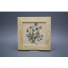 Obrázek 20x20cm Herbs ePBB č. 5