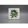Sada obkladů Forli Blanco 15x15cm 6dílná Herbs č. 5