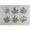 Sada obkladů 15x15cm 6dílná Herbs Classic WM č. 1