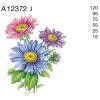 A12372 J – MICHAELMAS DAISY