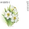A12372 C – NARCISSUS