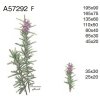 A57292 F – ROSMARY