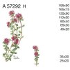 A57292 H – THYME