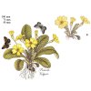 S2321 PRIMULA VULGARIS