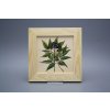 Obrázek 20x20cm Herbs ePBB č. 1