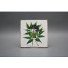 Sada obkladů Forli Blanco 15x15cm 6dílná Herbs č. 5