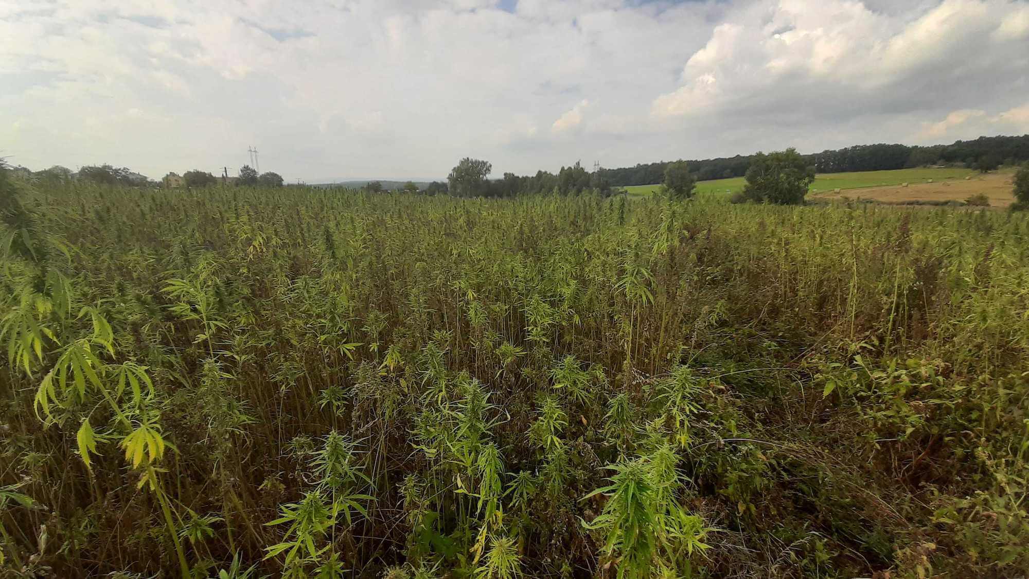 Our journey for 100% local hemp