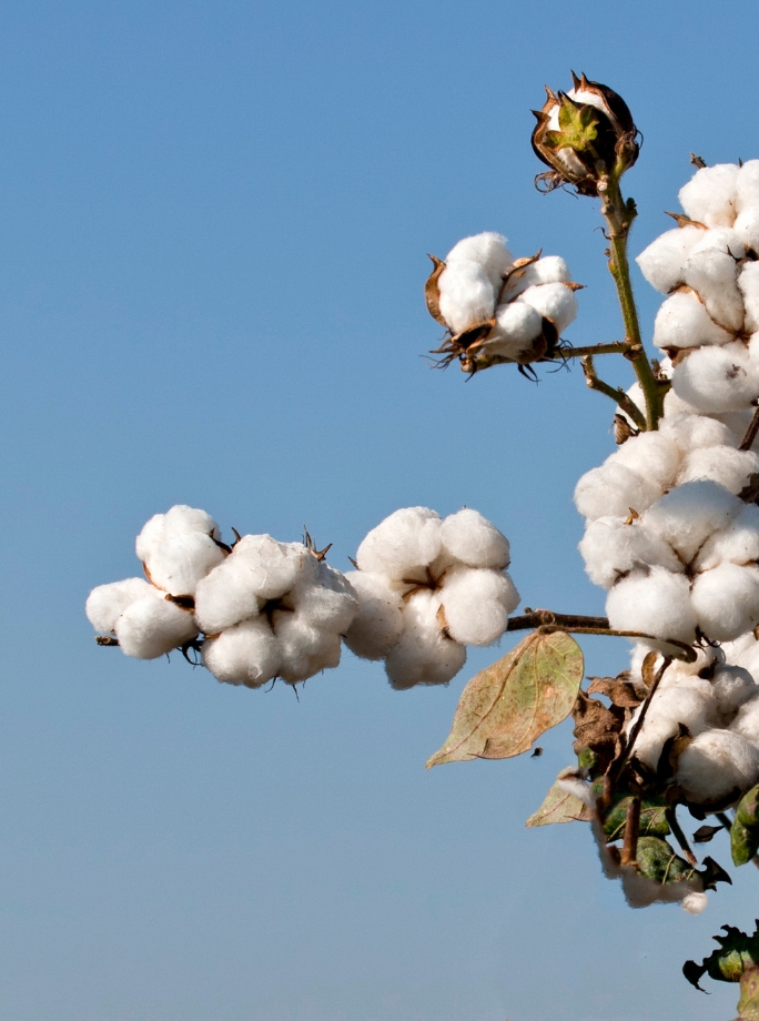 COTTON