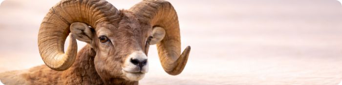 Totemové zvíře beran