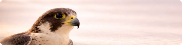 Totemové zvíře sokol