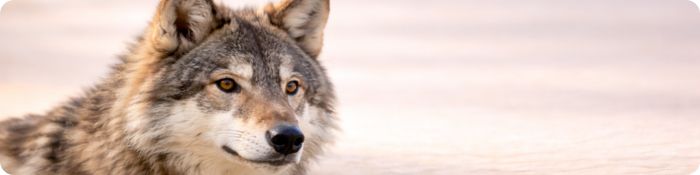 totemové zvíře vlk