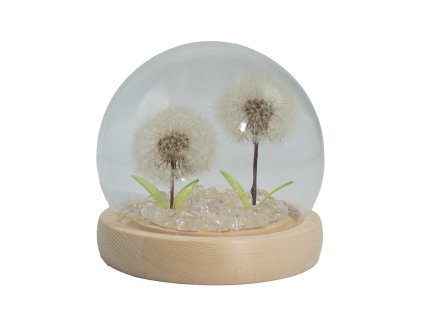 Sklenená LED dekorácia Púpavy – 2 kvety