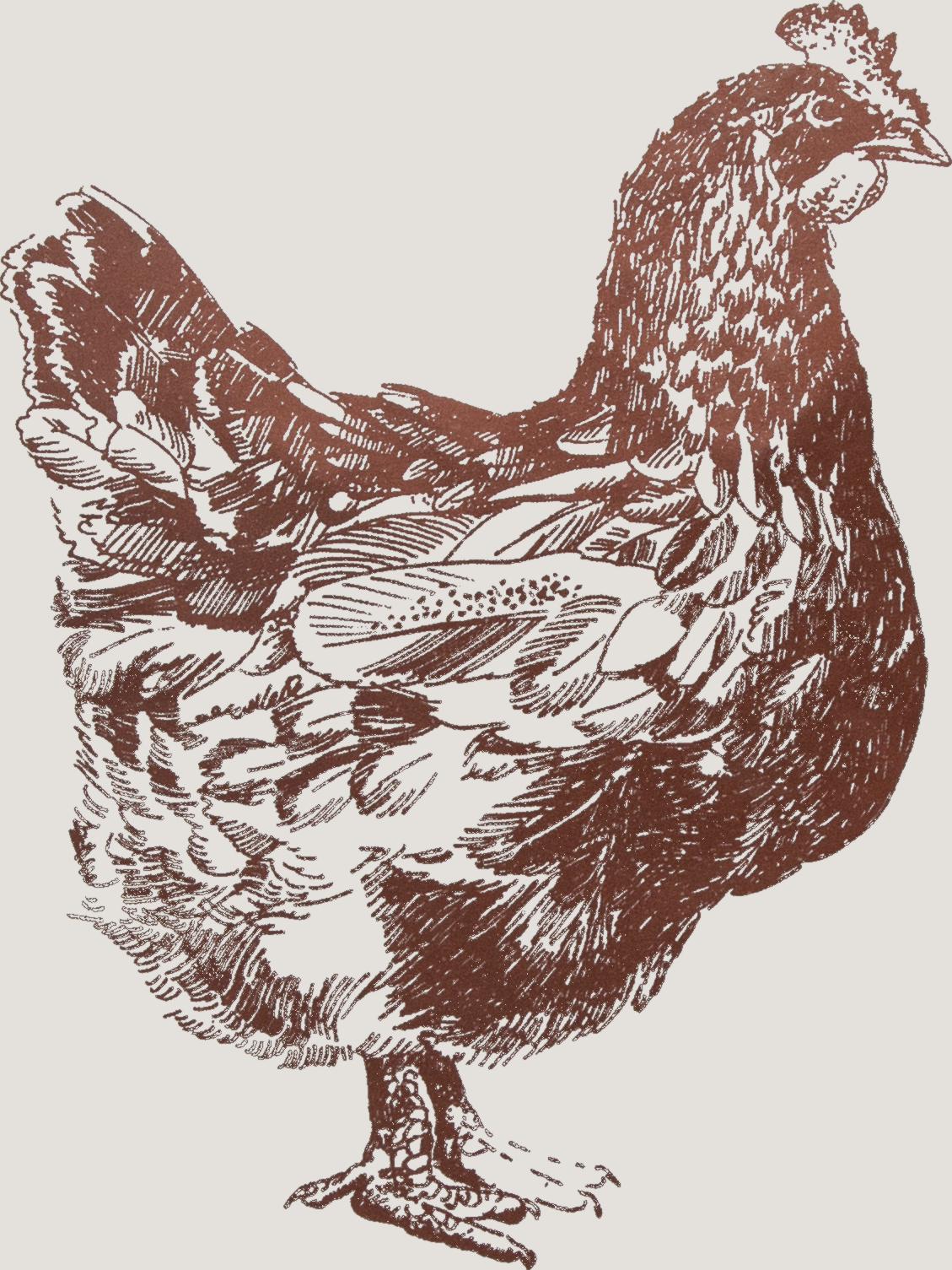 Vyplatí se chov slepic?