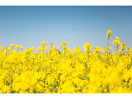 blooms canola cloudless farming preview
