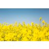 blooms canola cloudless farming preview