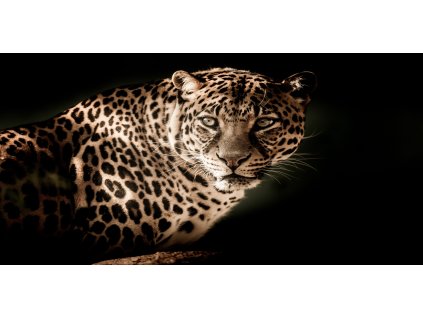 Obraz na plátně černobílý "Levhart" 100x50 cm