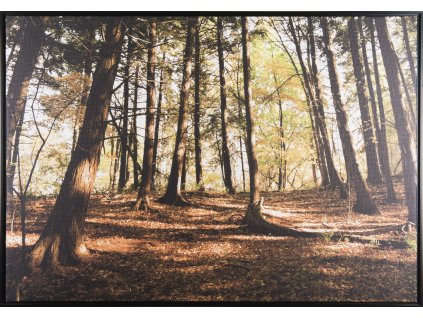 Obraz na plátně v rámu "Podzim v lese" 84x59cm