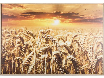 Obraz "Slunce a obilí " - tisk na plátno vložené do MDF rámu, 84x59 cm