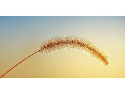obraz-zlate-steblo-tisk-na-platno--100x50cm