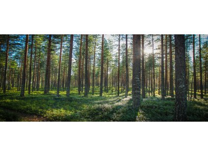 Obraz na plátně "Slunce v lese" 120x50cm