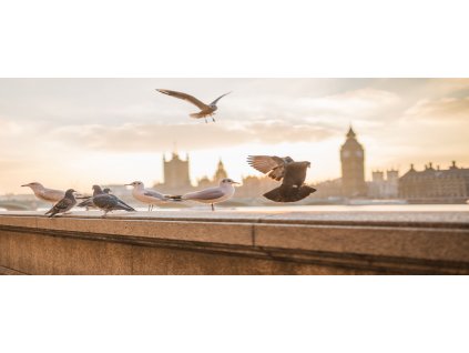 Obraz na plátně "Rackové v Londýně" 120x50cm