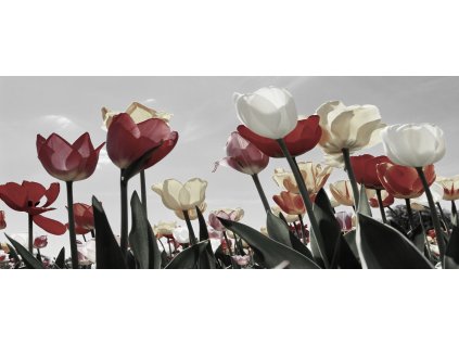 Obraz na plátně "Tulipány ve slunci" 120x50cm