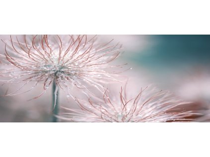 Obraz na plátně "Detail rosa" 120x50cm