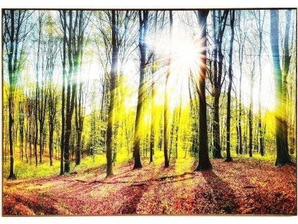 Obraz "Slunce v lese" - tisk na papír lepený na MDF desku, 100x70cm