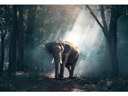 Obraz na plátně "Krajina se slonem" 116x80cm