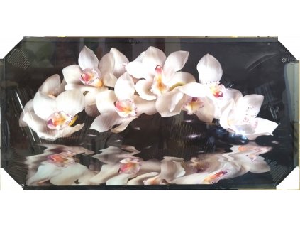 OBR 53103 orchidej