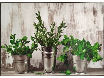 Obraz na desce "Bylinky" 70x50cm
