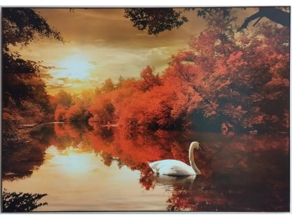Obraz na desce "Labuť na jezeře - red" 70x50cm