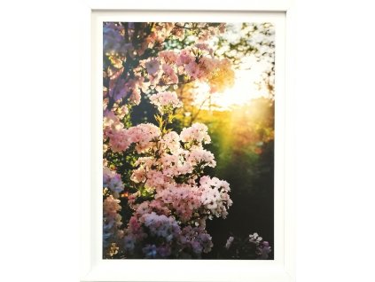 Obraz v rámu "Sunset" - 33x43cm