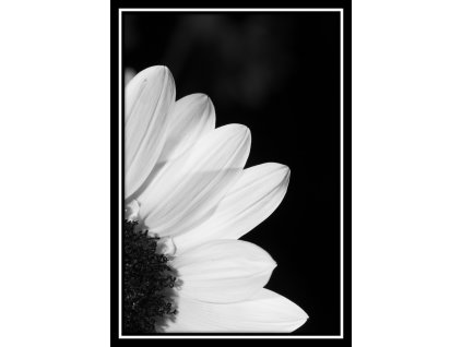 Obraz černobílý "Květ" 24x30cm