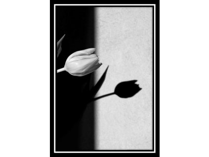 Obraz černobílý "Tulipán" 24x30cm