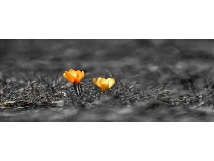 Obraz na plátně "Krokus" 90x30cm